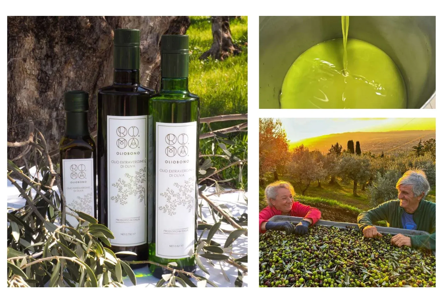 Bottiglie di olio extravergine RI.MA. con etichetta bianca e monogramma verde oliva, tra i rami di un uliveto